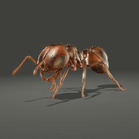 Fire Ant (ANIMATED)